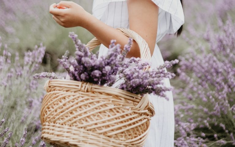 lavanda