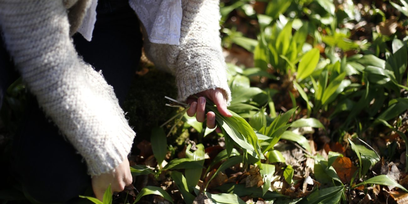 medvjeđi luk listovi kako ga prepoznati u prirodi
