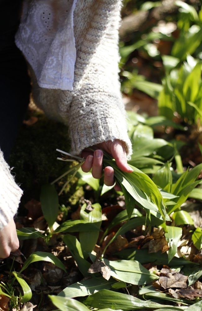 medvjeđi luk listovi kako ga prepoznati u prirodi