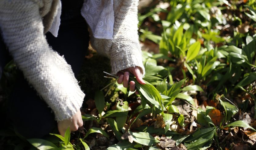 medvjeđi luk listovi kako ga prepoznati u prirodi