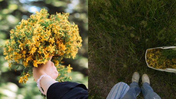 Žena bere gospinu travu na livadi u vrijeme Ivanja i ljetnog solsticija