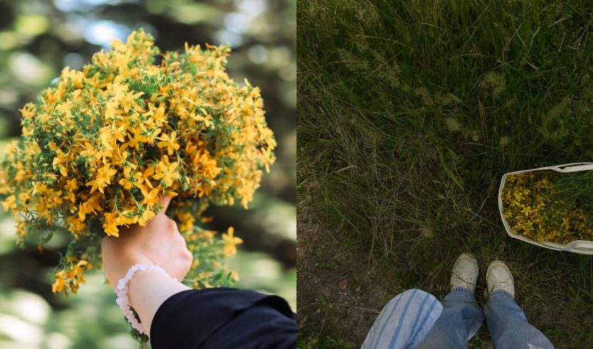 Žena bere gospinu travu na livadi u vrijeme Ivanja i ljetnog solsticija
