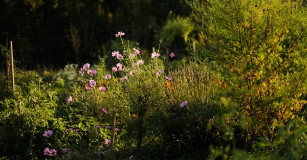 Vrt u rano jutro obasjan mekim sunčevim svjetlom