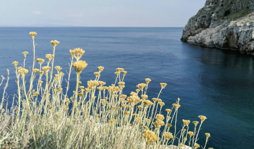 Grm smilja sa zlatnožutim cvjetovima na sunčanom mediteranskom kamenjaru uz more