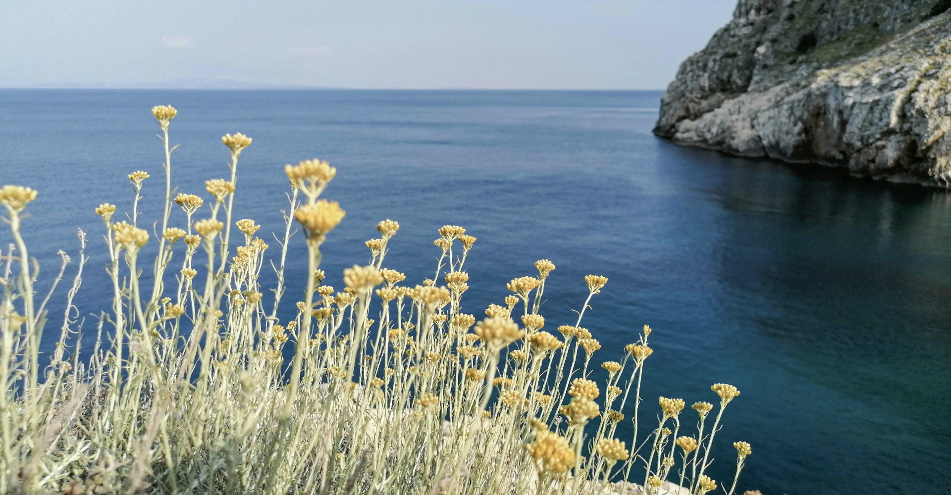 Grm smilja sa zlatnožutim cvjetovima na sunčanom mediteranskom kamenjaru uz more