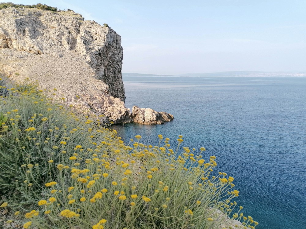 smilje u mediteranskom kršu